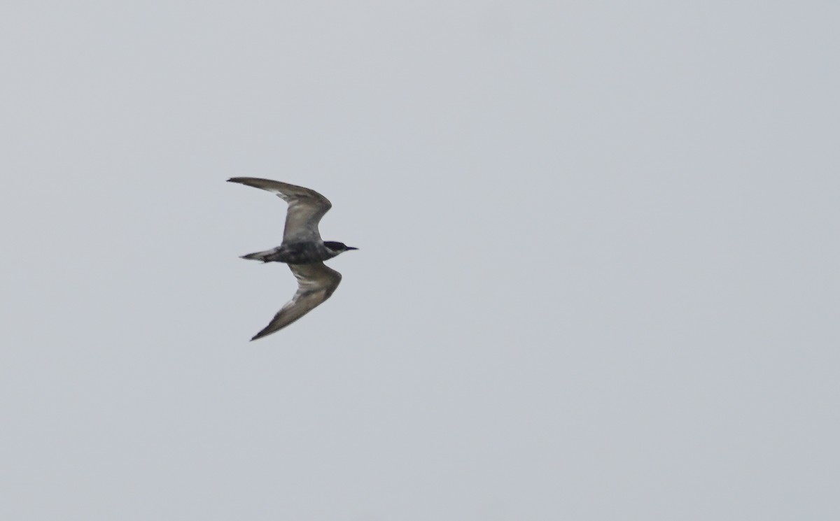 Whiskered Tern - Kevin Gong