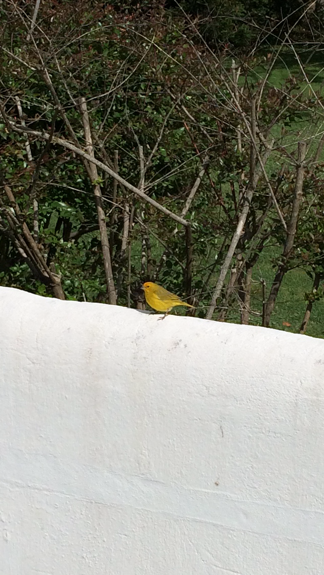 Saffron Finch - ML60841321