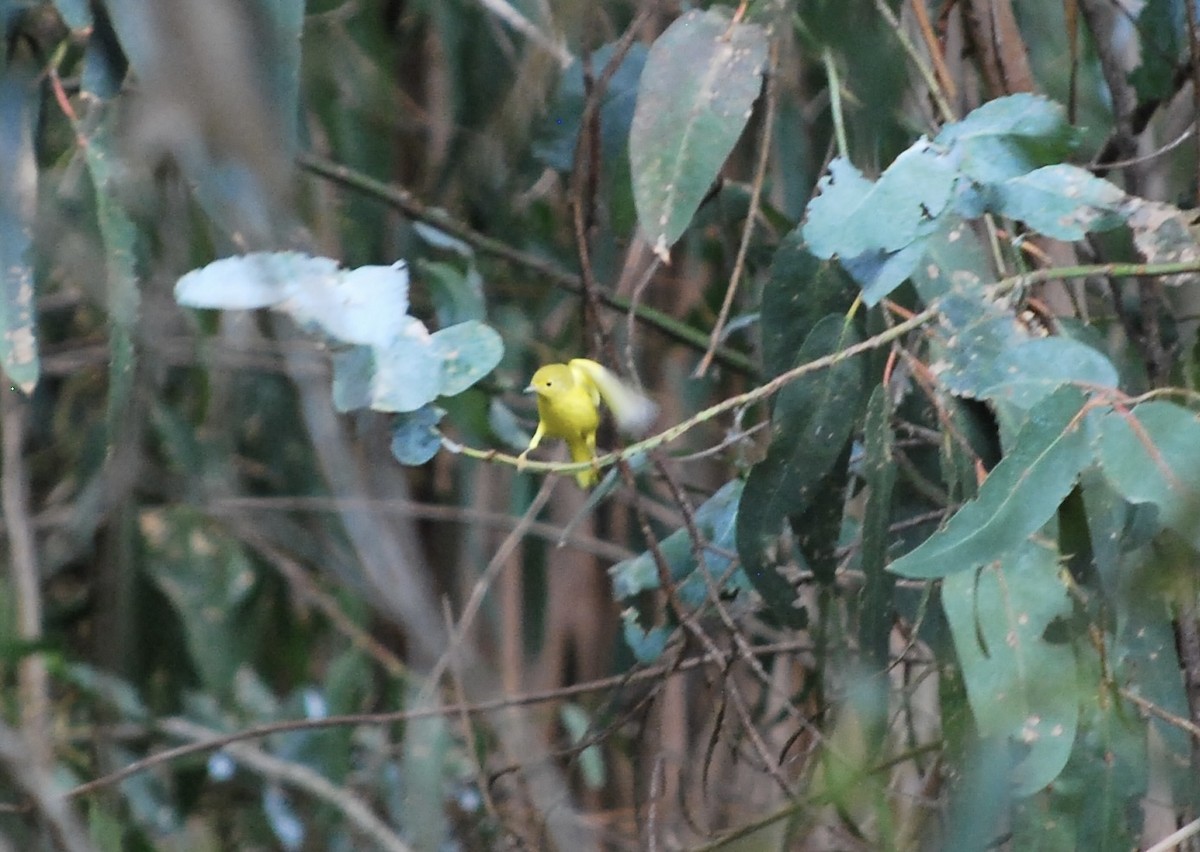 Yellow Warbler - Lucy London