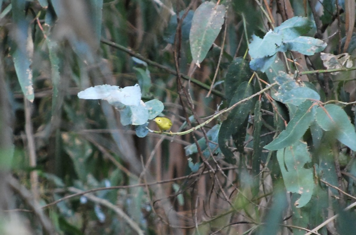 Paruline jaune - ML608413266