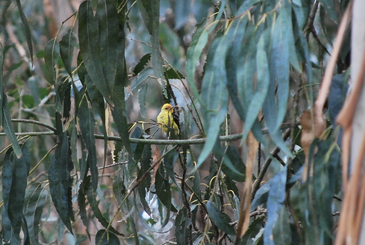 Western Tanager - Lucy London