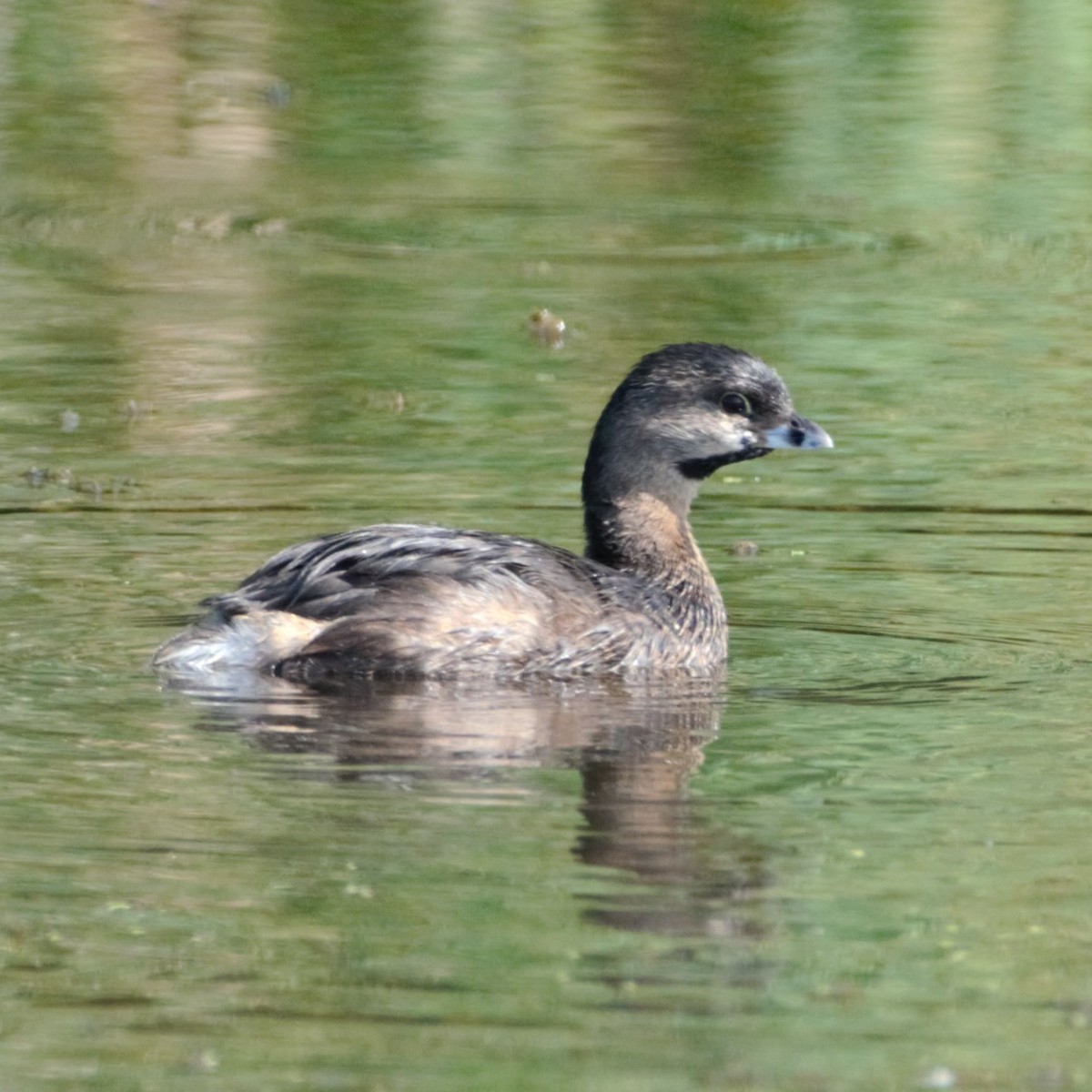 Pied-billed Grebe - ML608413299