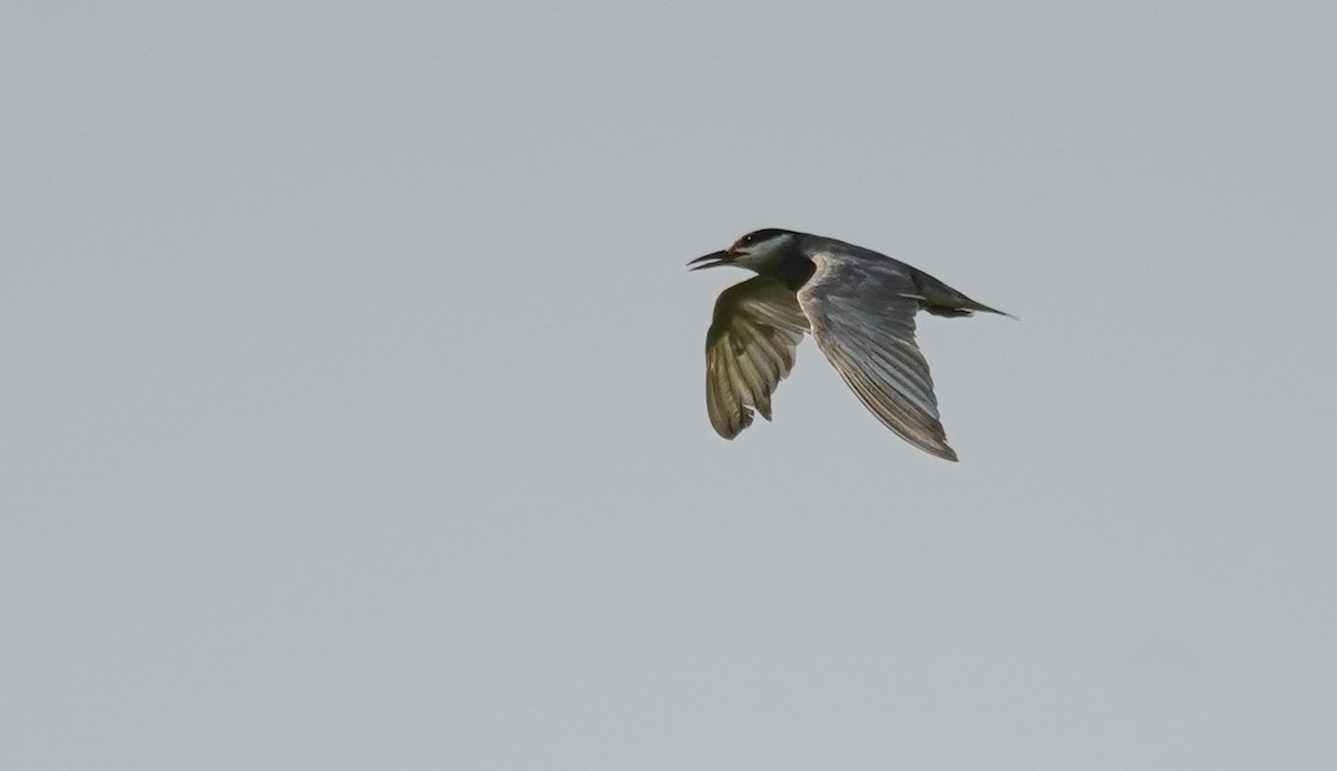 Whiskered Tern - Kevin Gong