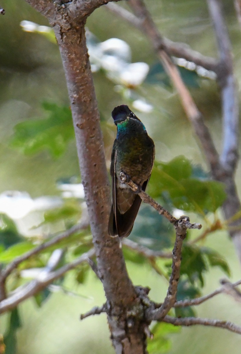 Rivoli's Hummingbird - ML608413460