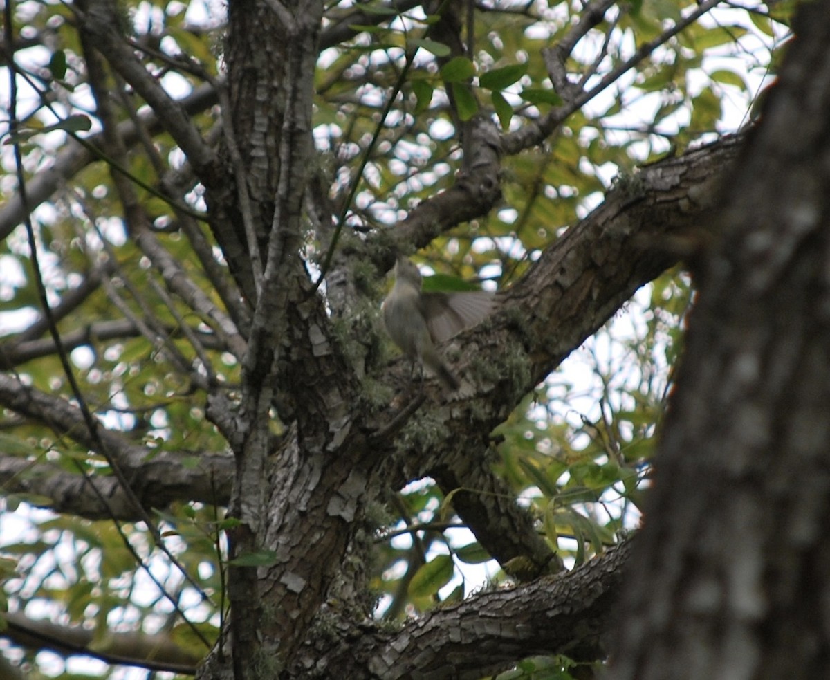 Lucy's Warbler - ML608413480