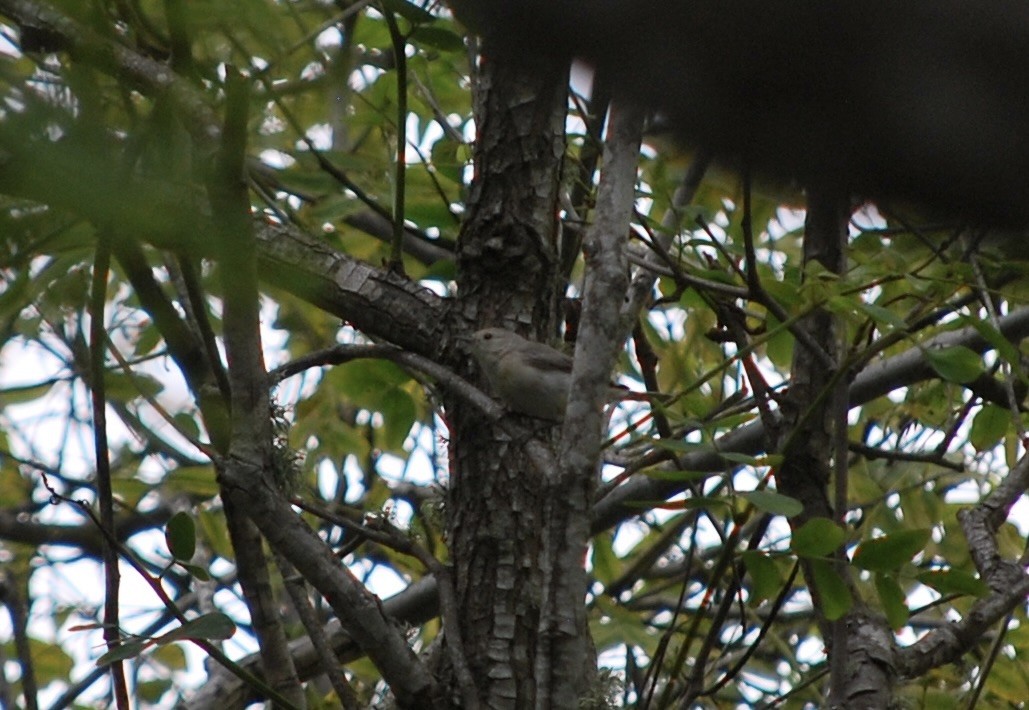 Lucy's Warbler - ML608413487