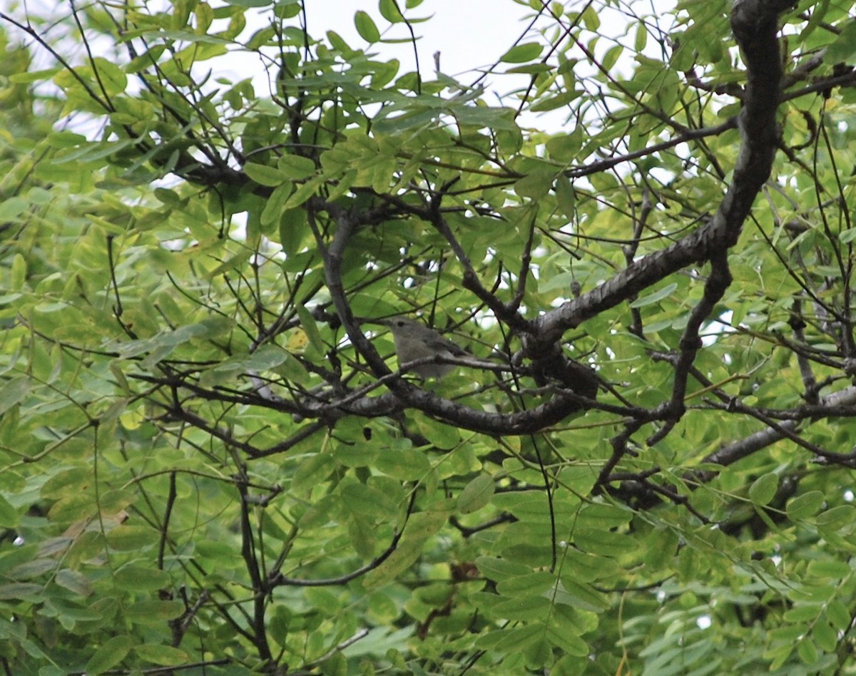 Lucy's Warbler - Lucy London