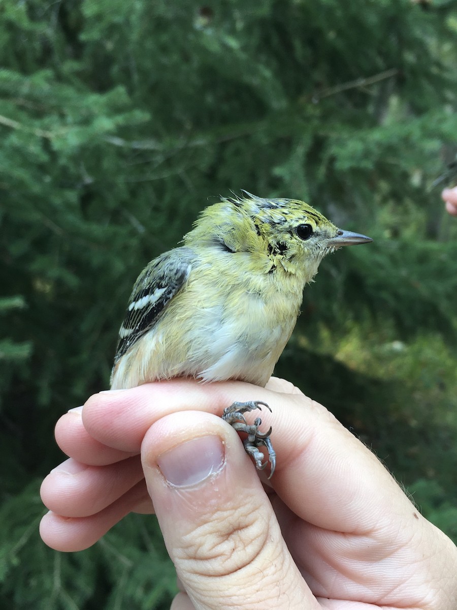 Bay-breasted Warbler - David Grinevitch