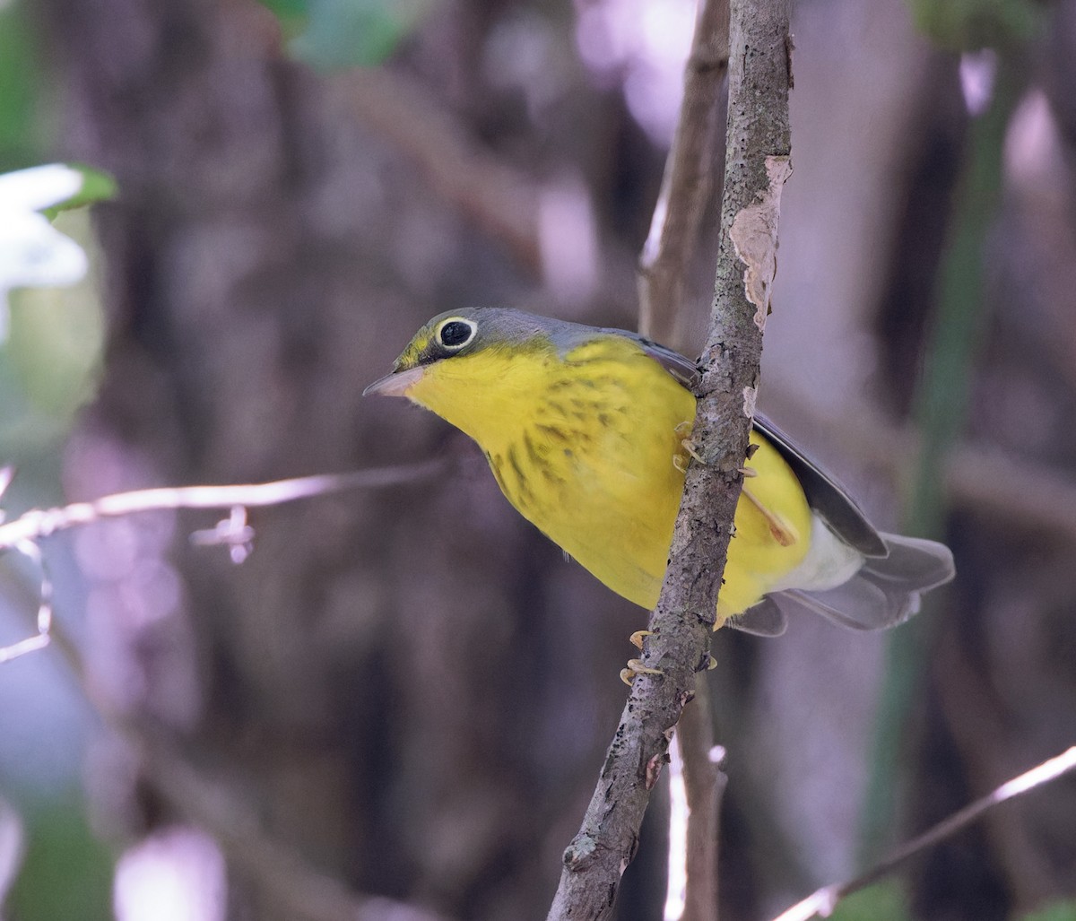 Canada Warbler - ML608413612