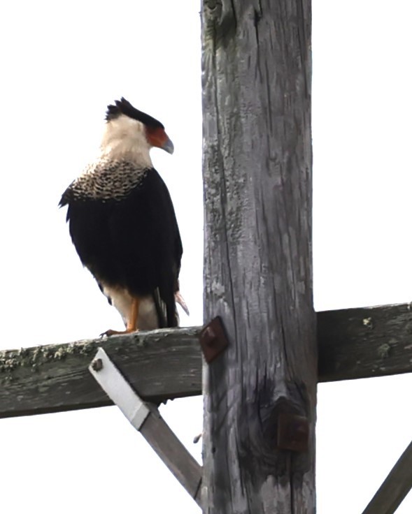 Caracara Carancho - ML608413614