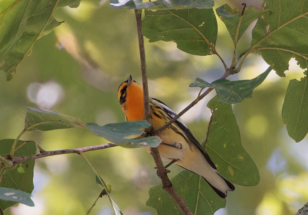 Blackburnian Warbler - ML608413617