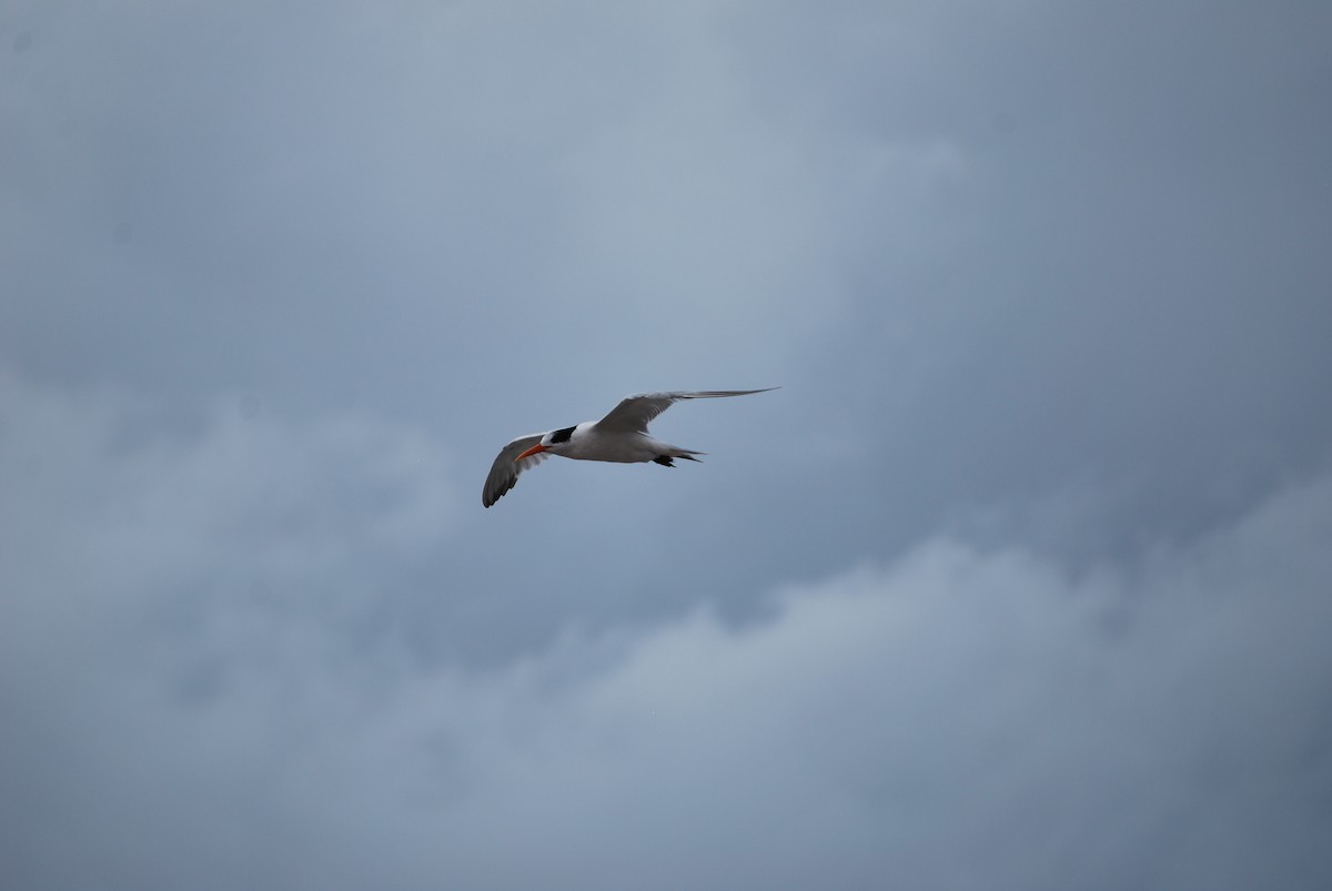 Elegant Tern - Lucy London