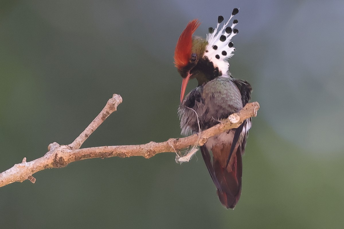 Dot-eared Coquette - Fabio Olmos