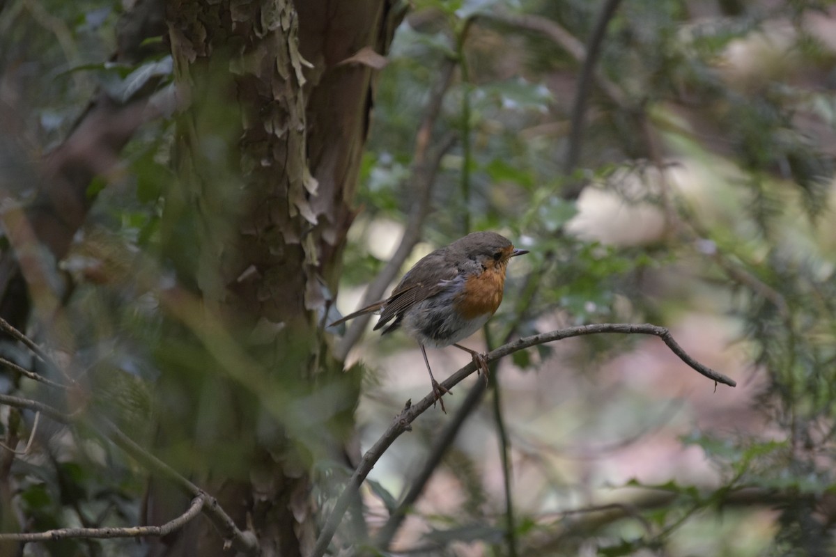 European Robin - ML608413881