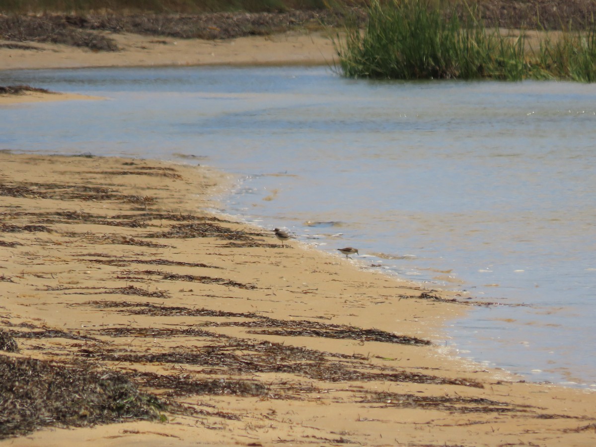 Western Sandpiper - ML608413923