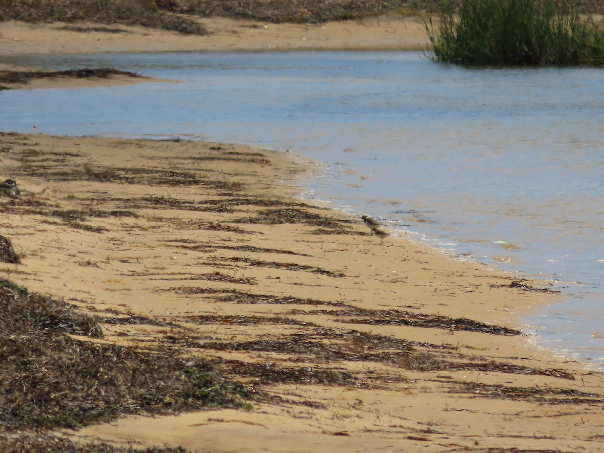 Western Sandpiper - ML608413924