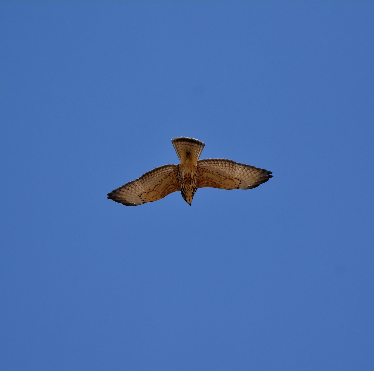 Broad-winged Hawk - ML608413975