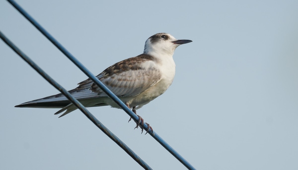 Whiskered Tern - Kevin Gong