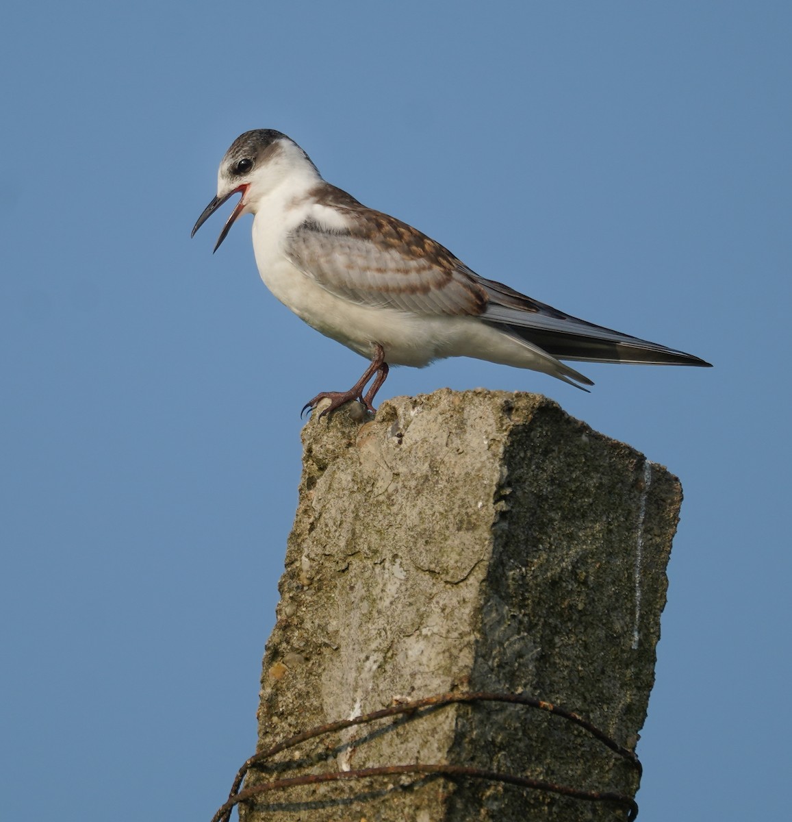 Whiskered Tern - Kevin Gong