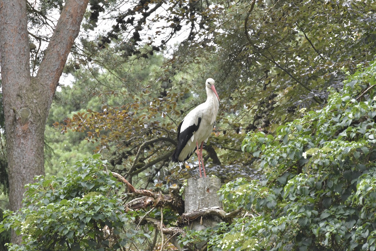 White Stork - Isabella Vila