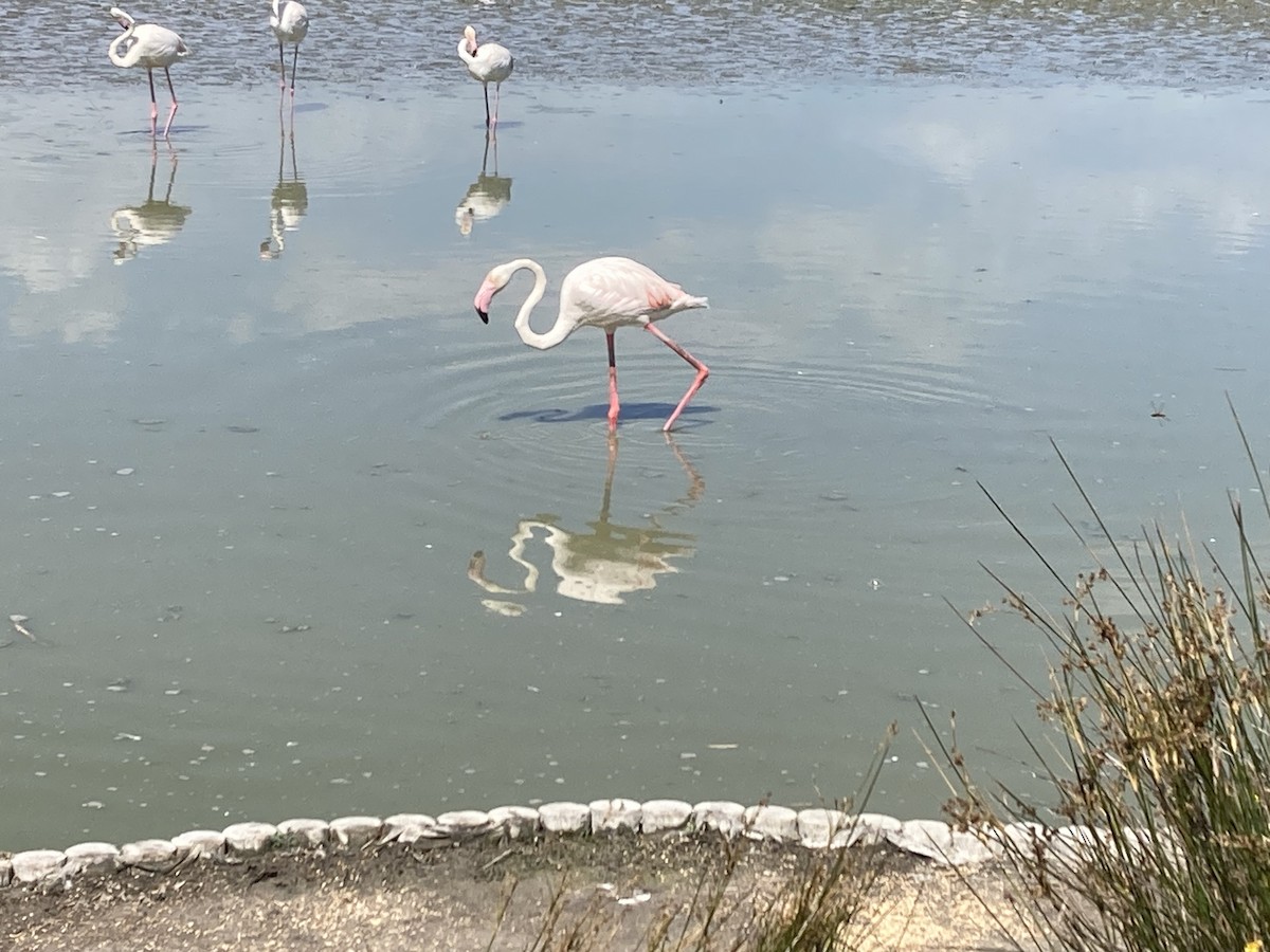 Greater Flamingo - ML608414022