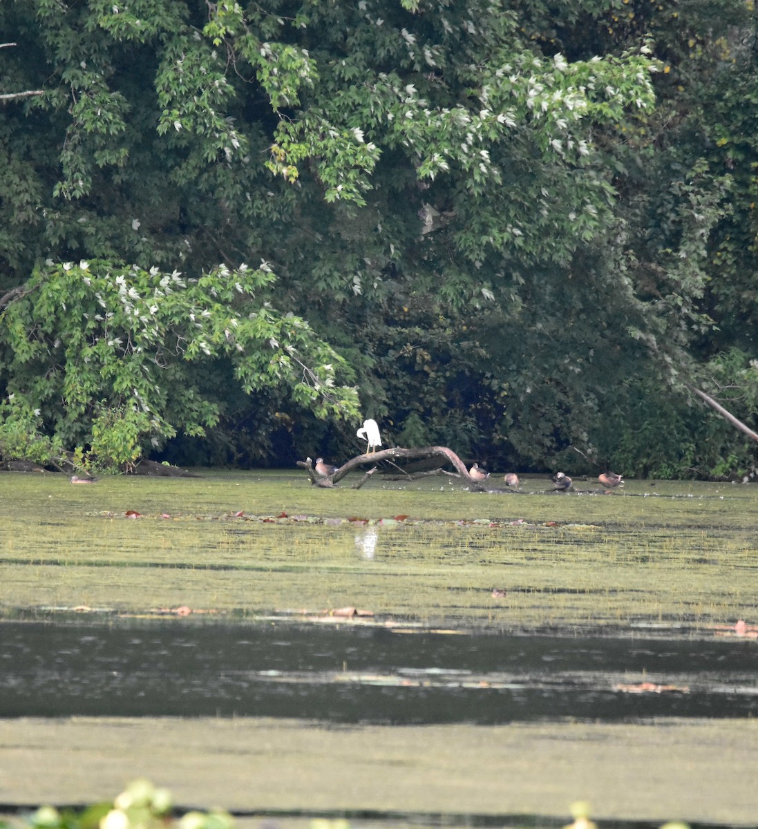 Little Blue Heron - Lawrence Grennan