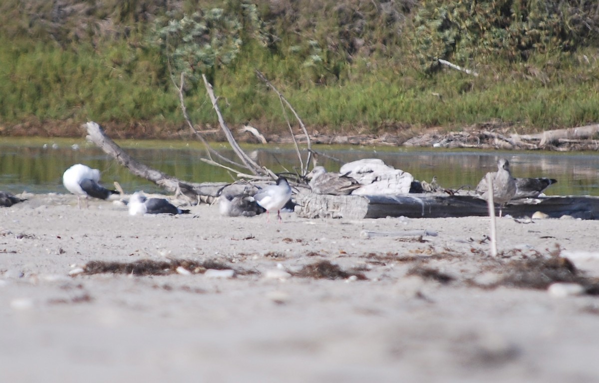 Swallow-tailed Gull - Lucy London