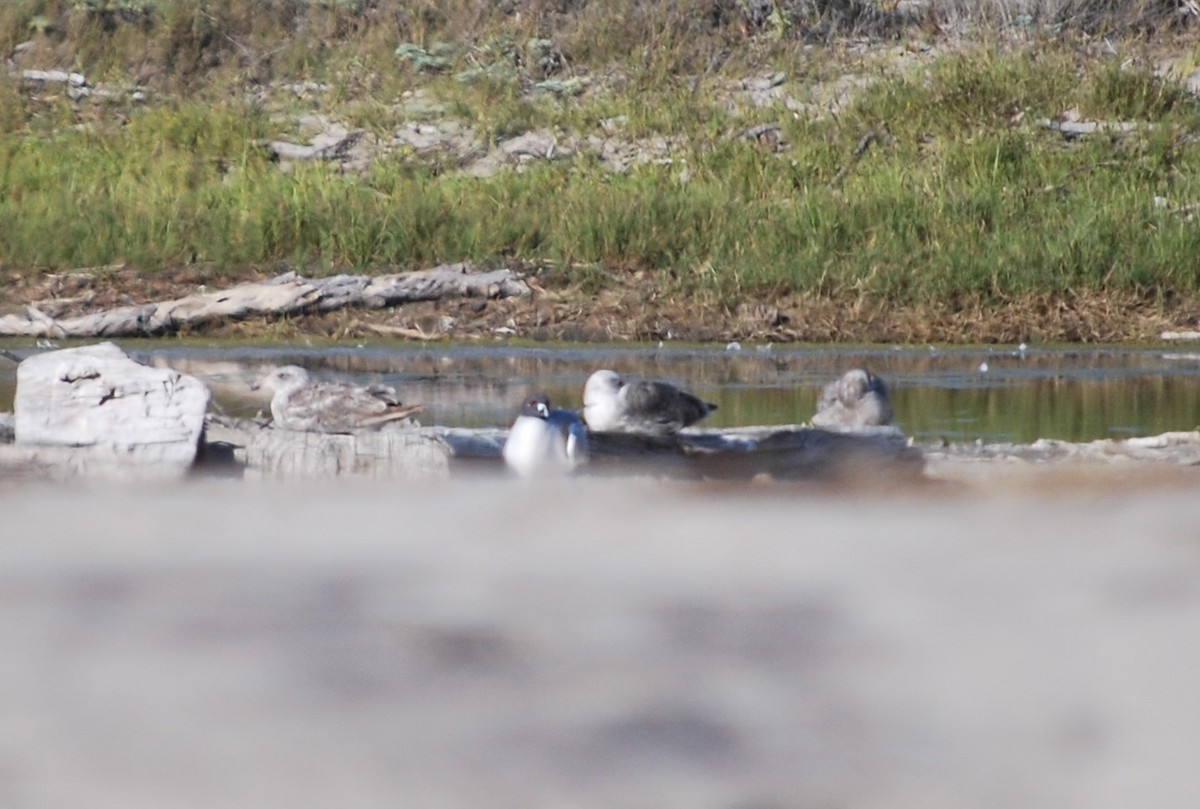 Swallow-tailed Gull - Lucy London