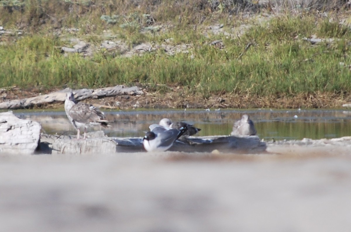 Swallow-tailed Gull - Lucy London