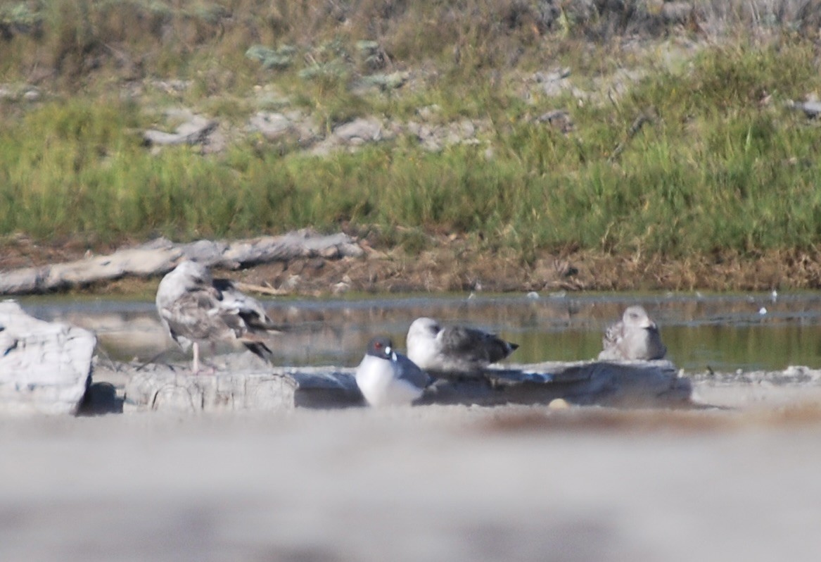 Mouette à queue fourchue - ML608414057