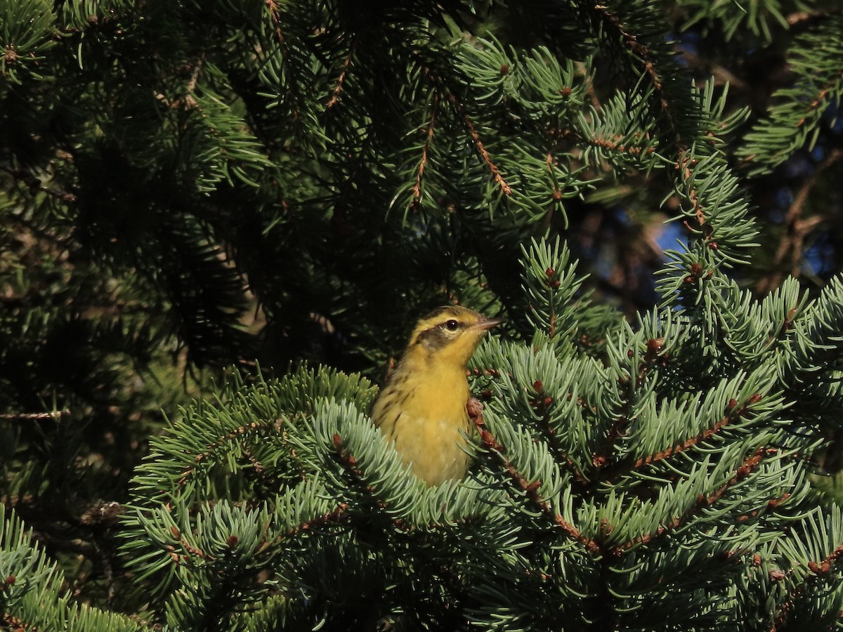 Blackburnian Warbler - David and Regan Goodyear