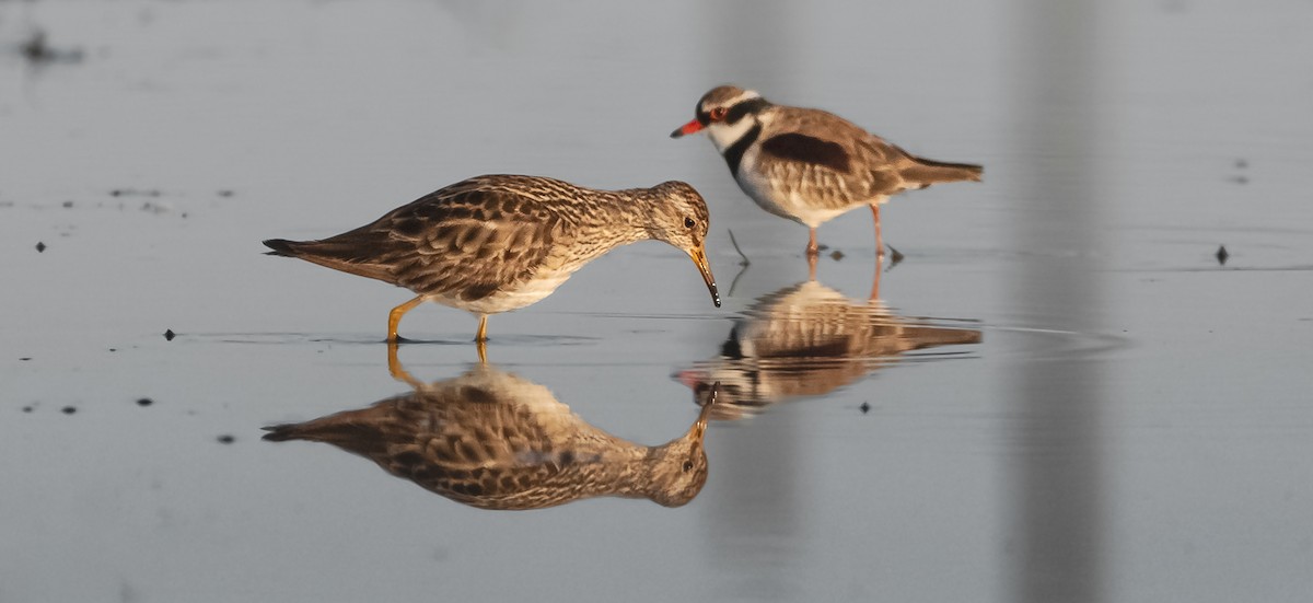 Pectoral Sandpiper - ML608414181