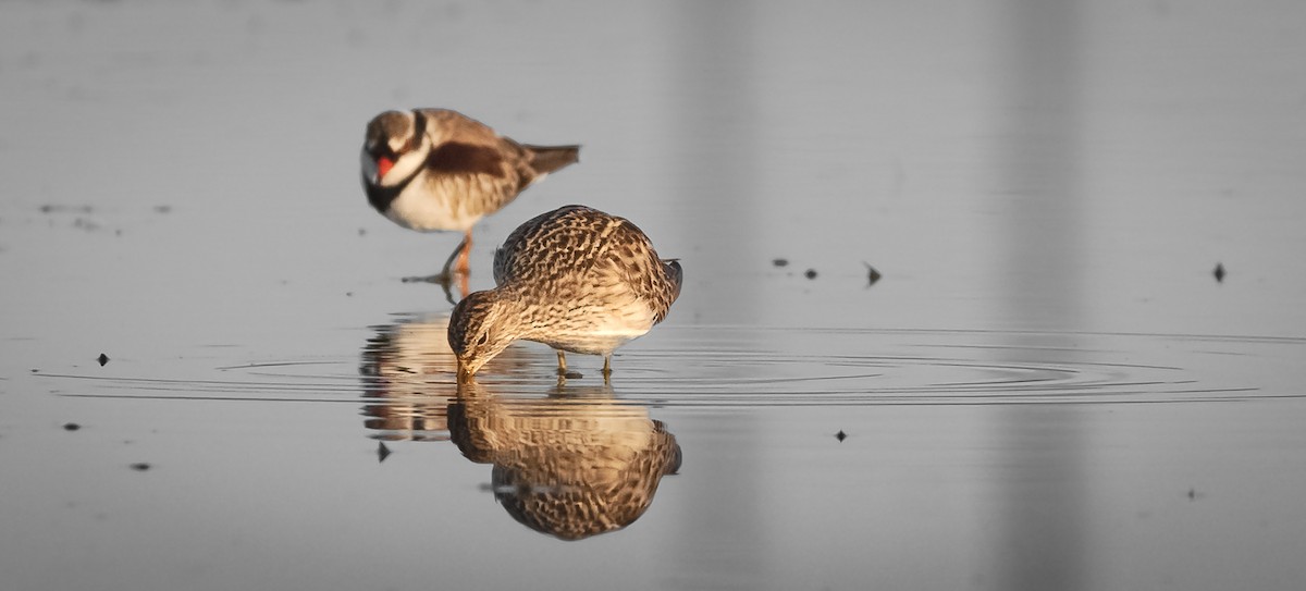 Pectoral Sandpiper - ML608414182