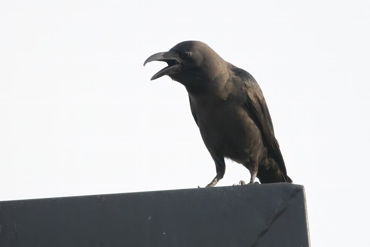 House Crow - Ravi Jesudas