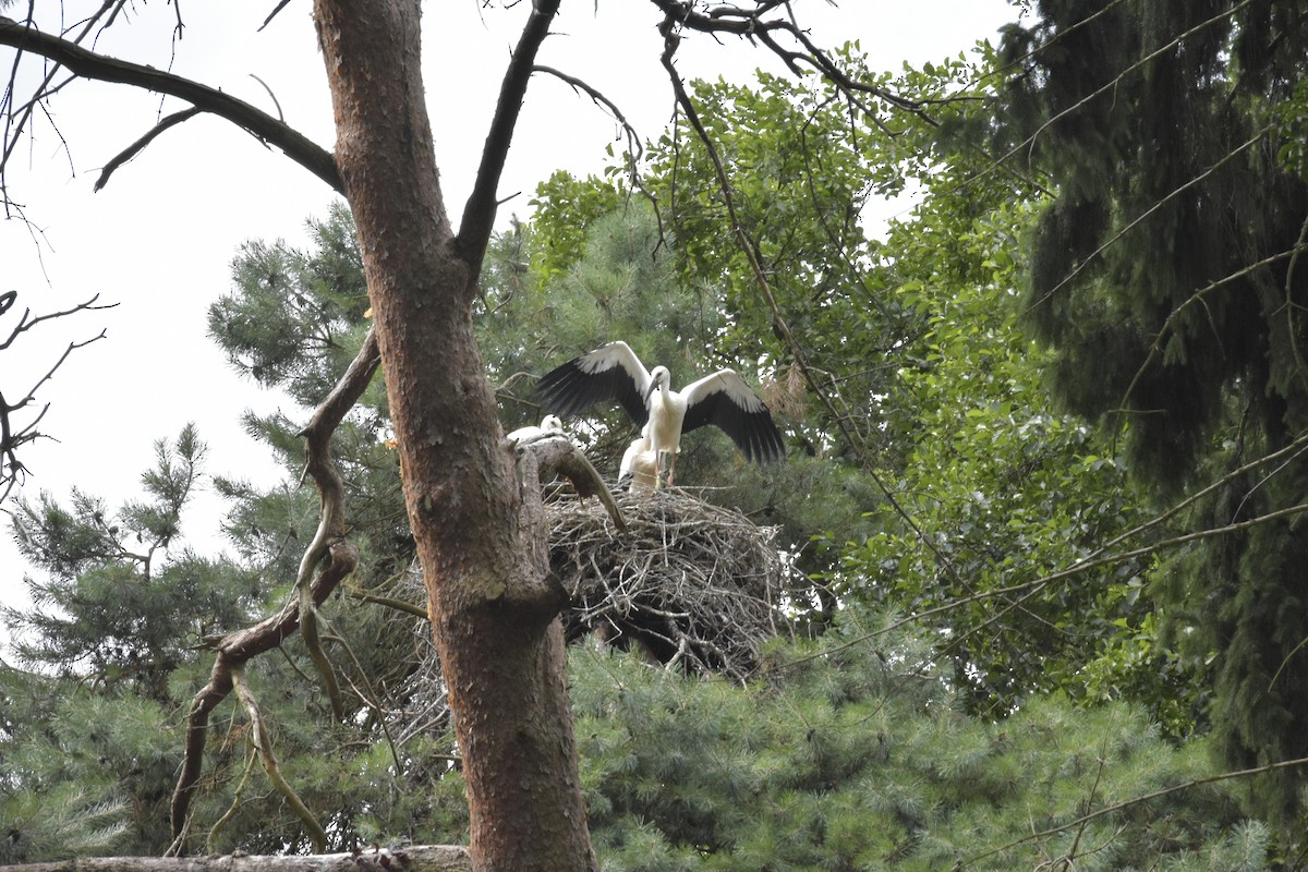 White Stork - Isabella Vila