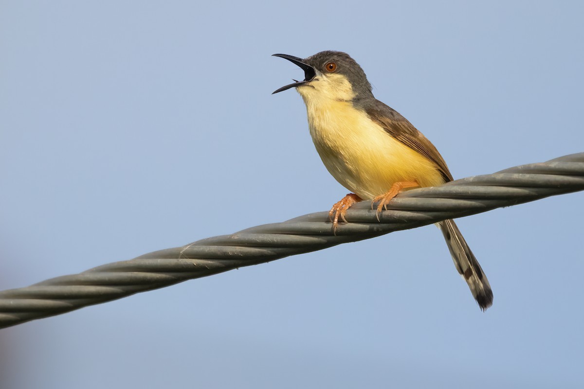 Ashy Prinia - ML608414195