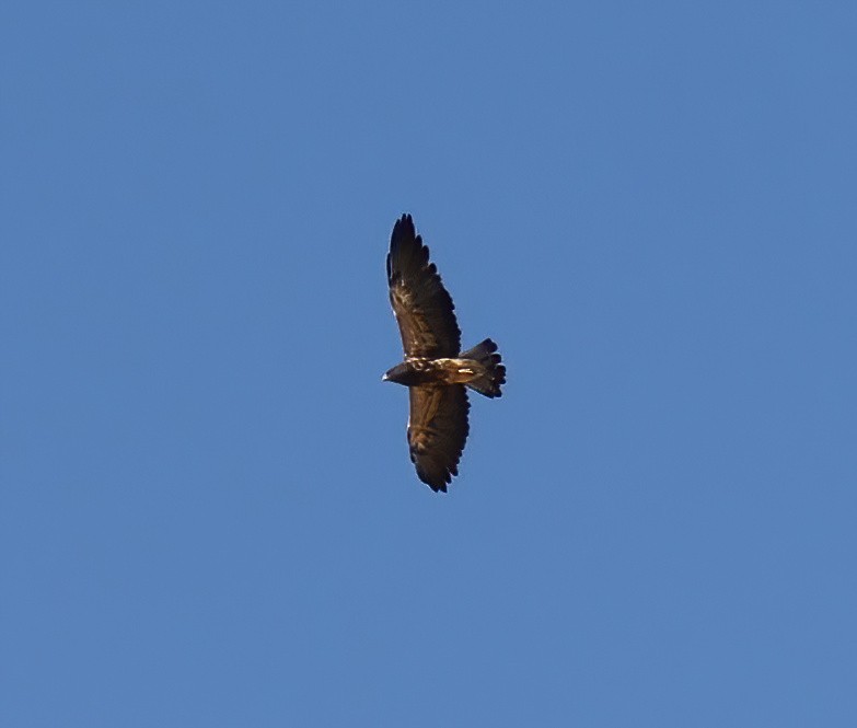 Swainson's Hawk - Tom Benson