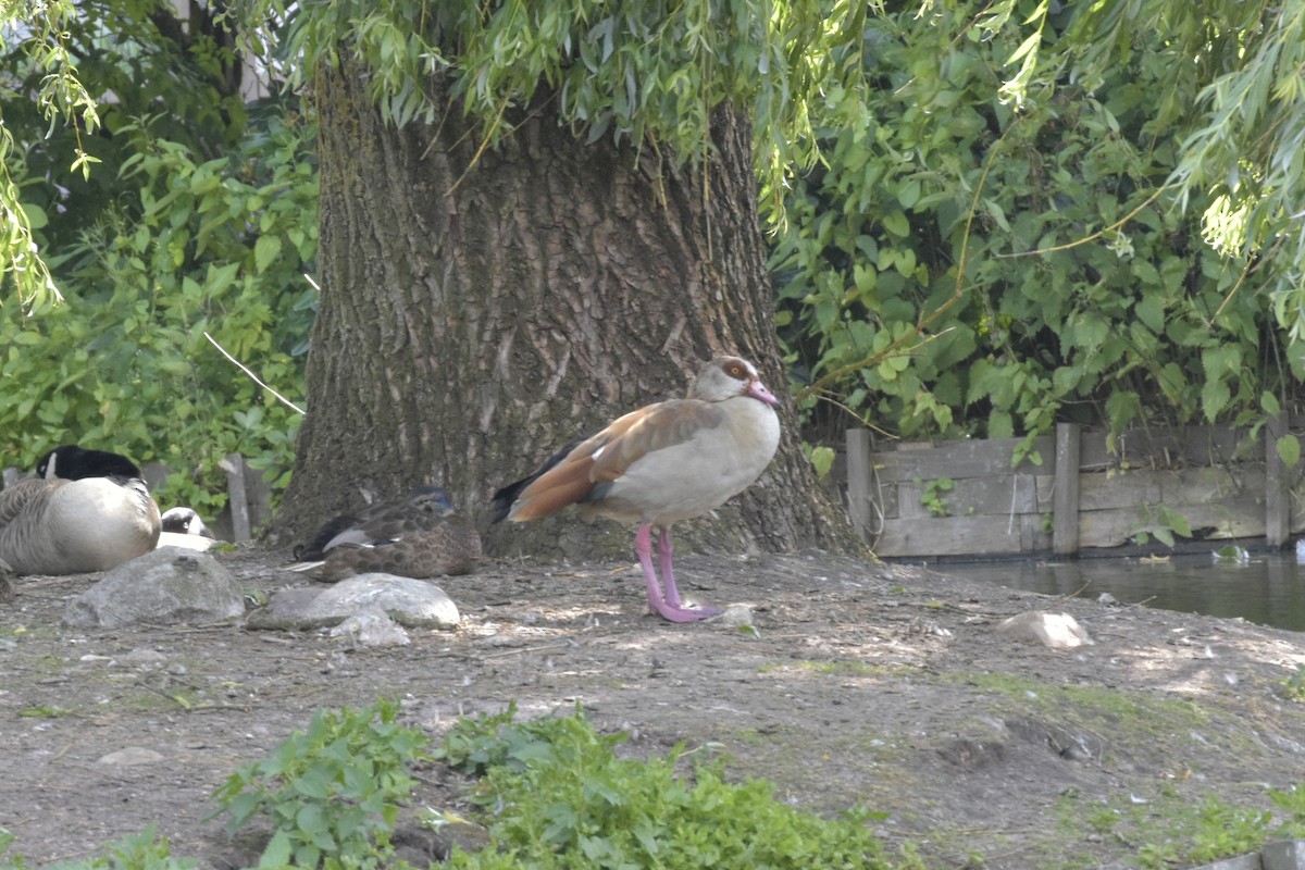 Egyptian Goose - ML608414312