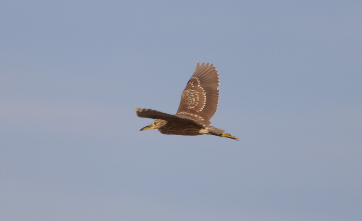 Black-crowned Night Heron - ML608414336