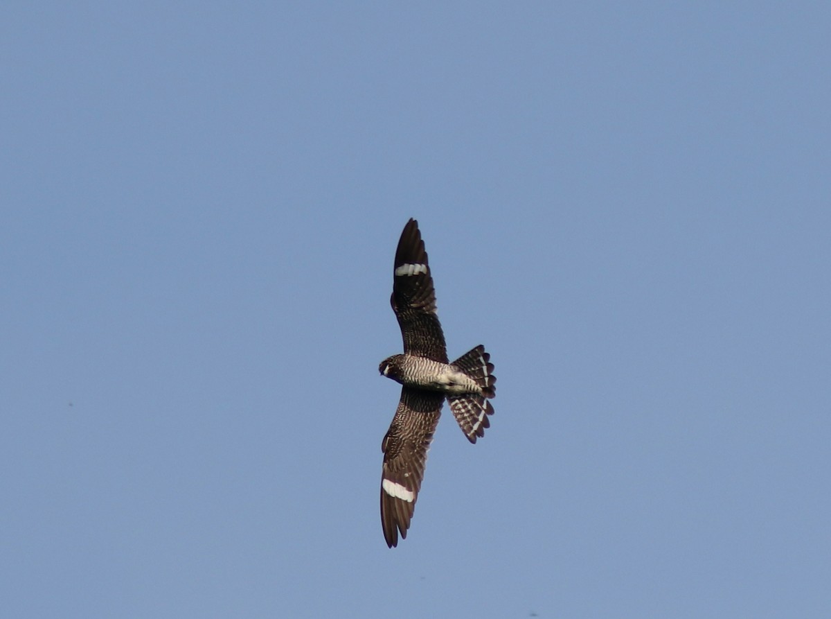 Common Nighthawk - Real Gauthier