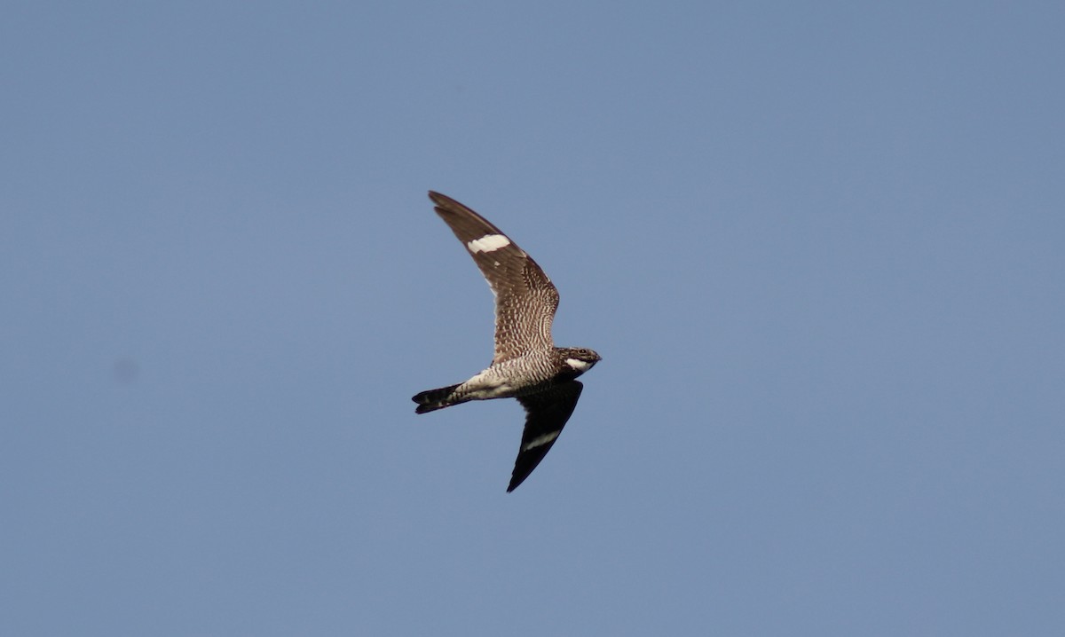 Common Nighthawk - ML608414453