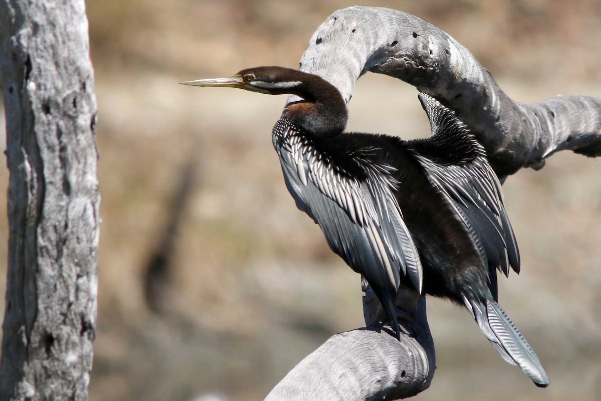 Australasian Darter - ML608414695