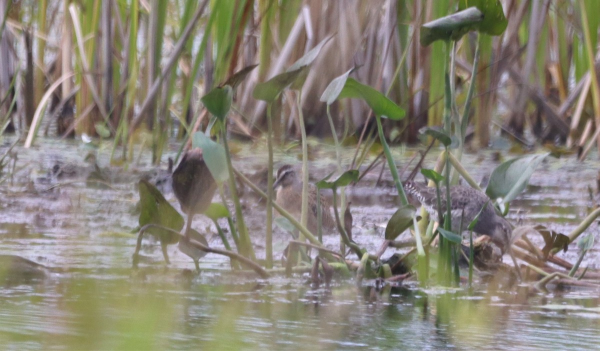 kortnebbekkasinsnipe - ML608414754