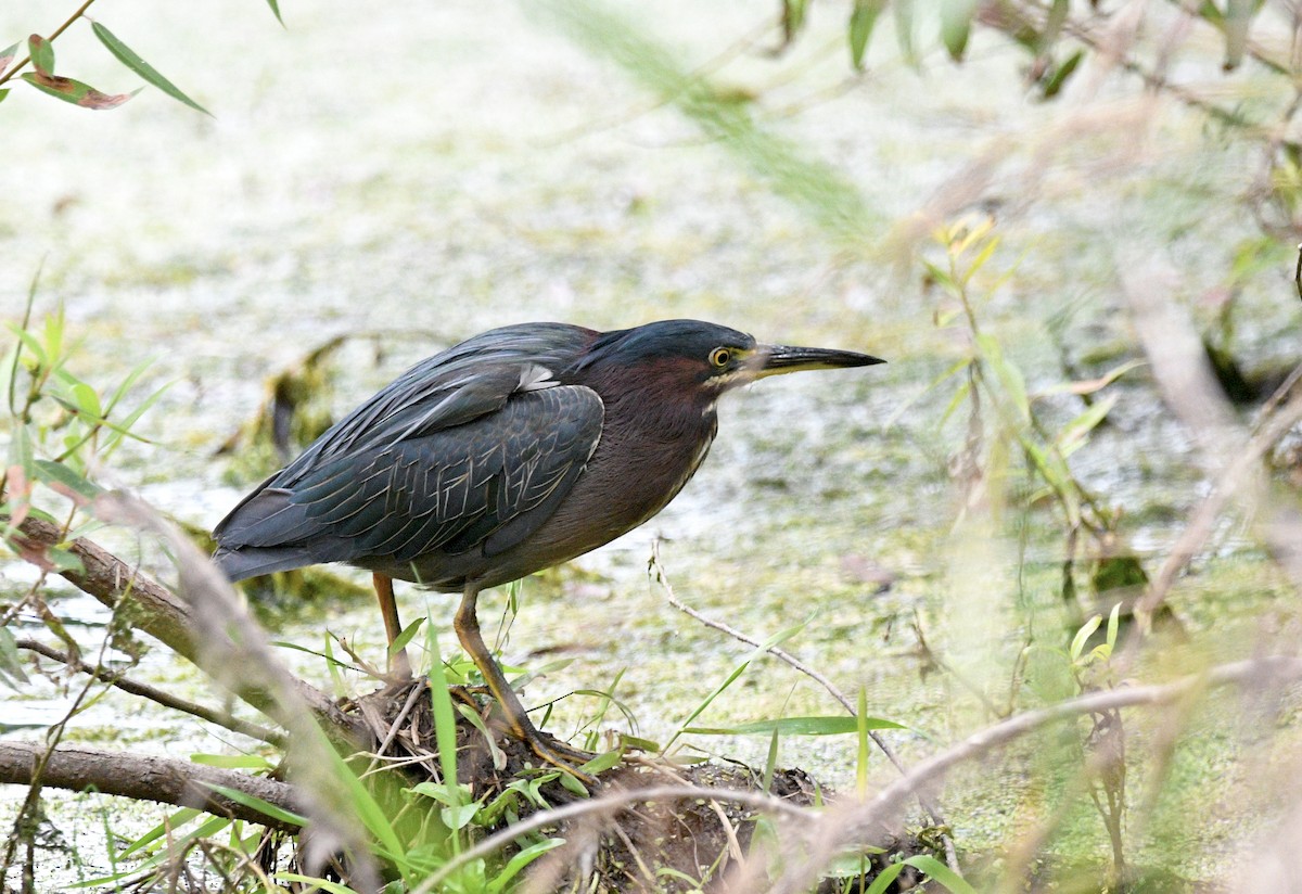 Green Heron - ML608414761