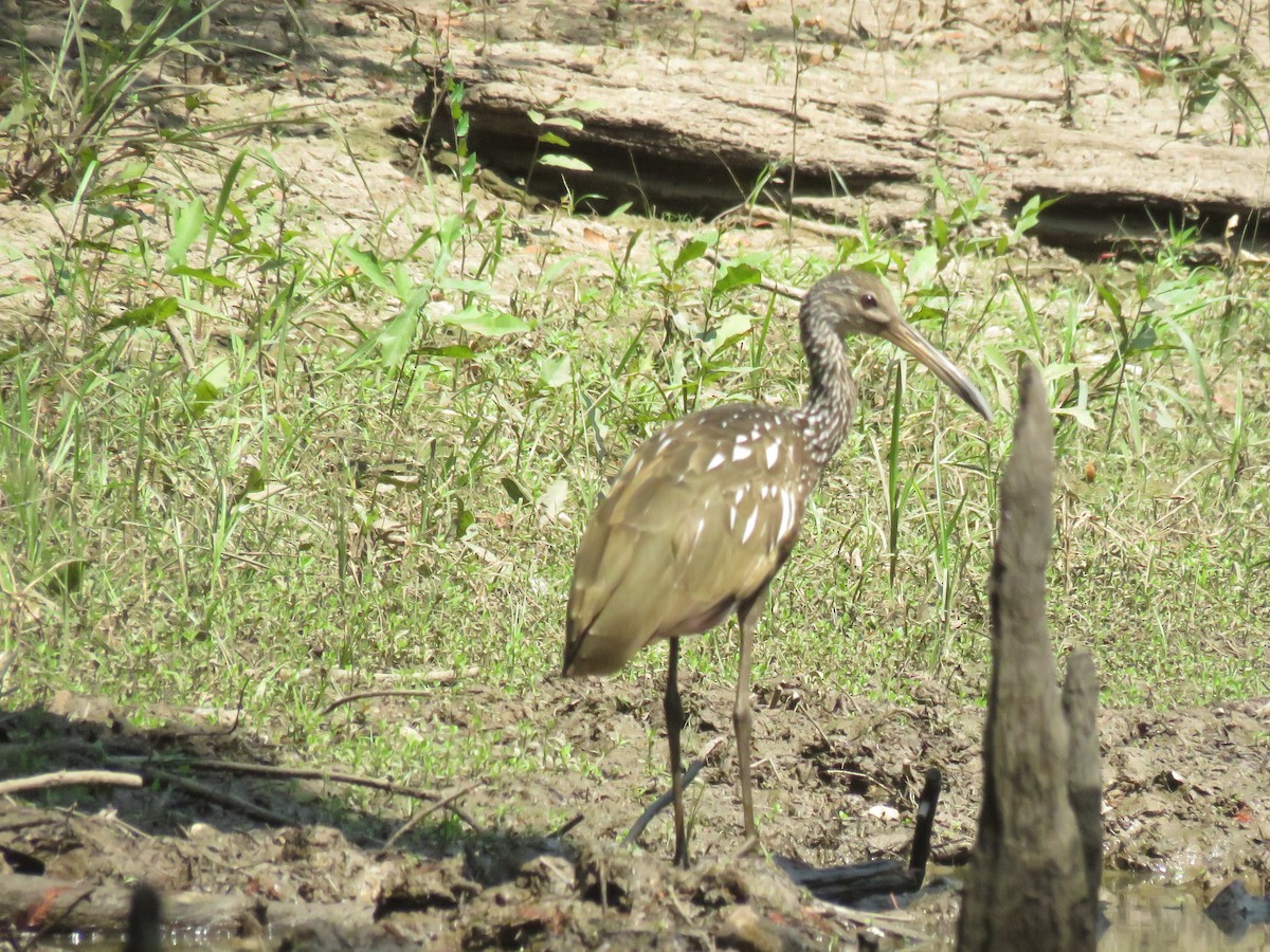 Limpkin - ML608414879