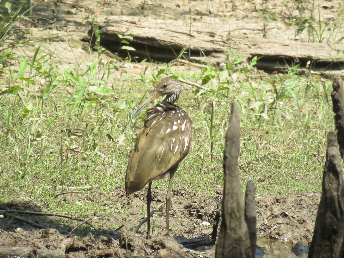 Limpkin - ML608414889