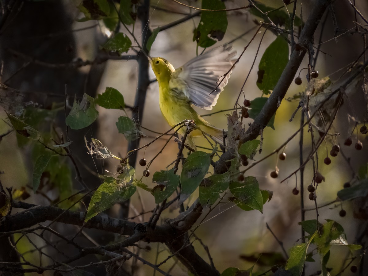 Wilson's Warbler - ML608415013