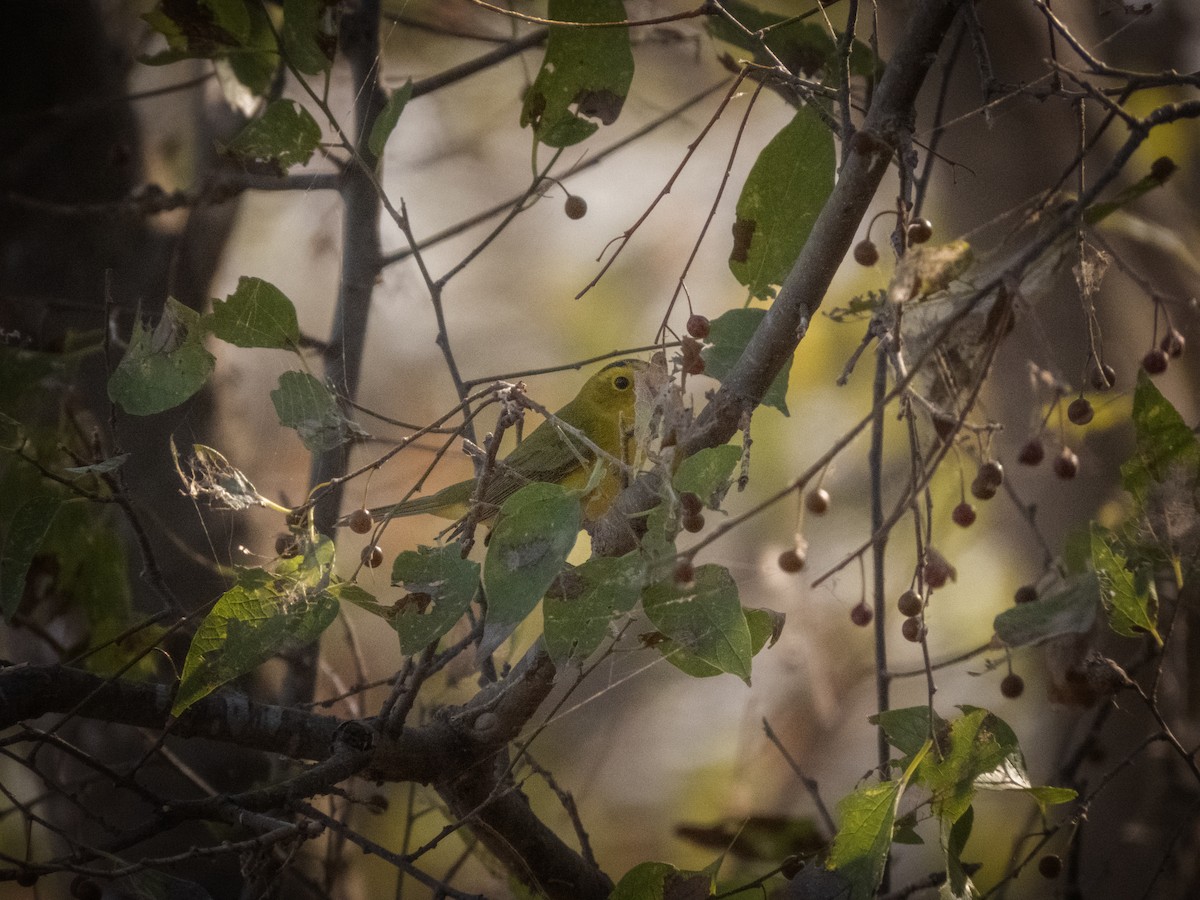 Wilson's Warbler - ML608415014