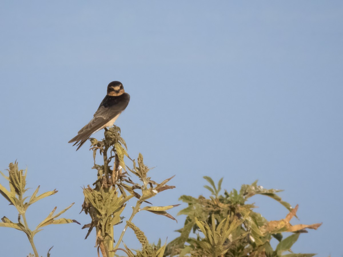 Barn Swallow - ML608415027