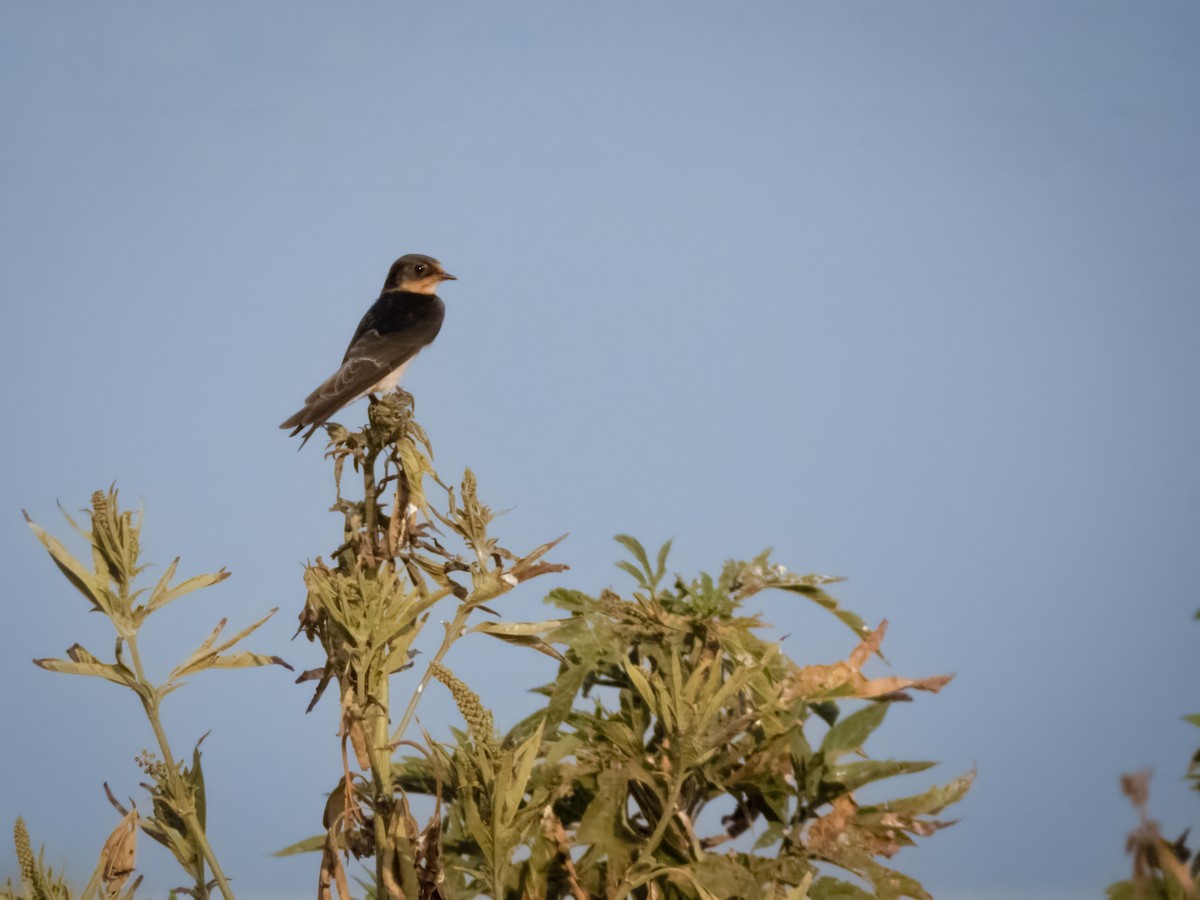 Barn Swallow - ML608415028